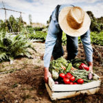 7 idei de afaceri în agricultură profitabile pe suprafeţe mici şi foarte mici