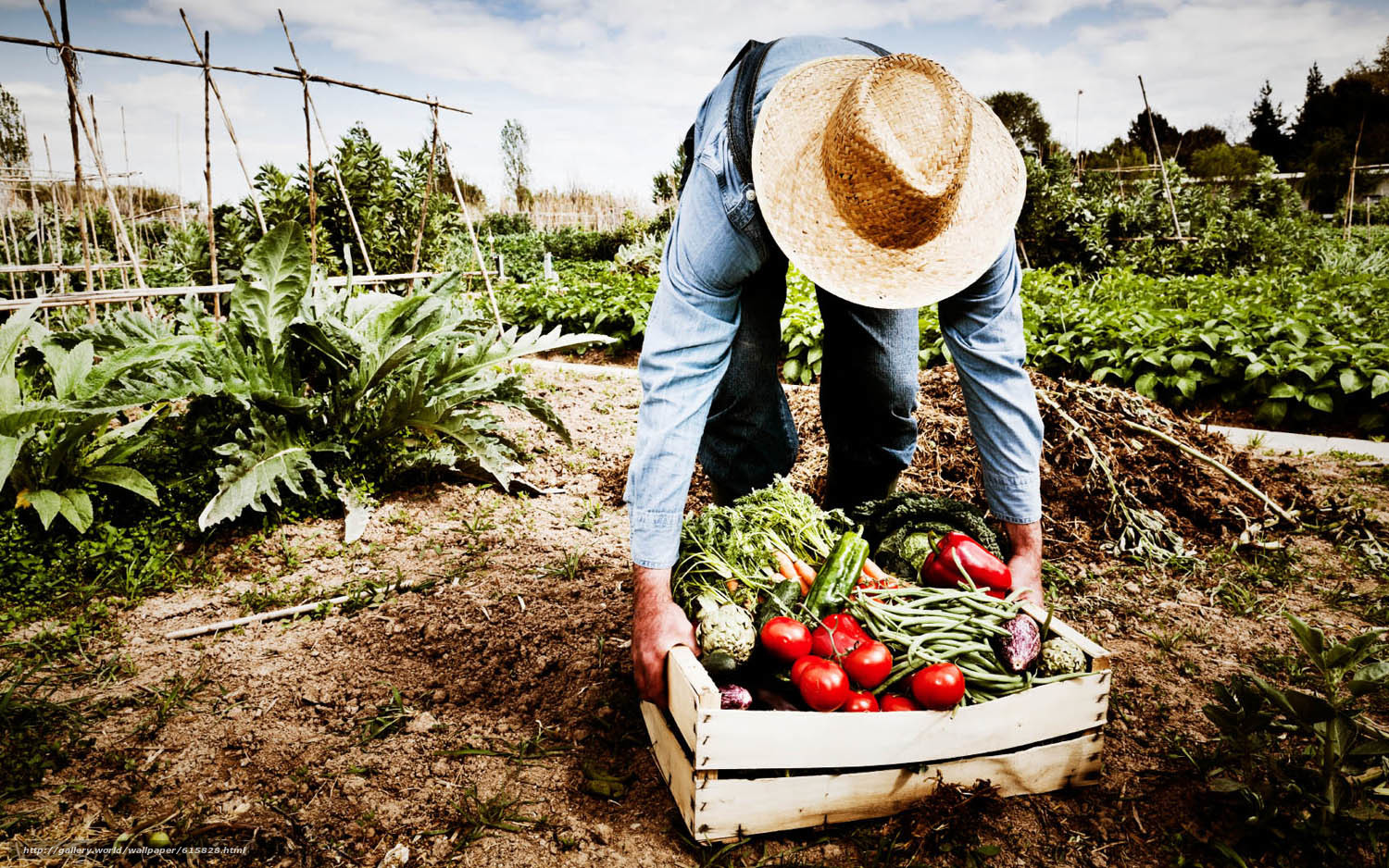 615828_agricultura_cosecha_siembra_cultivo_granjero_agric_1500x938_www.Gde-Fon.com